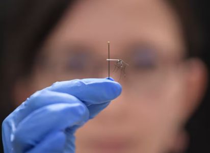 alerta por expansión del chikunguña.