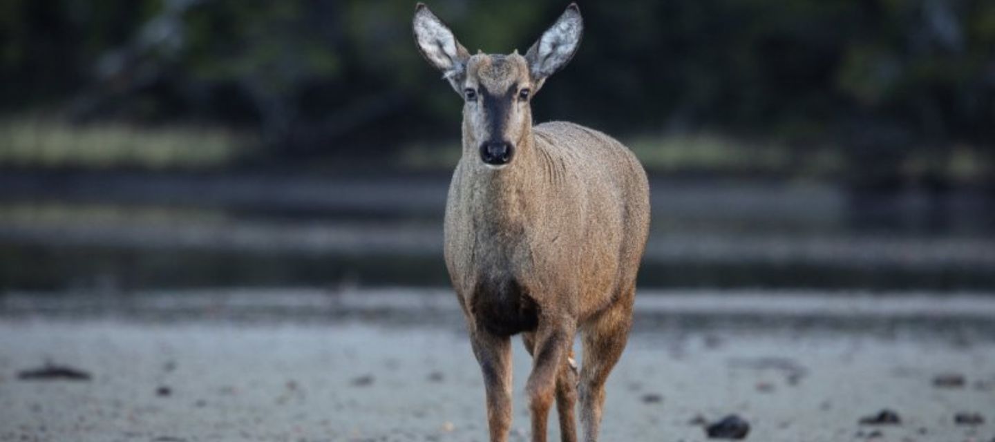 Los esfuerzos de Chile y Argentina para devolver el extinto huemul