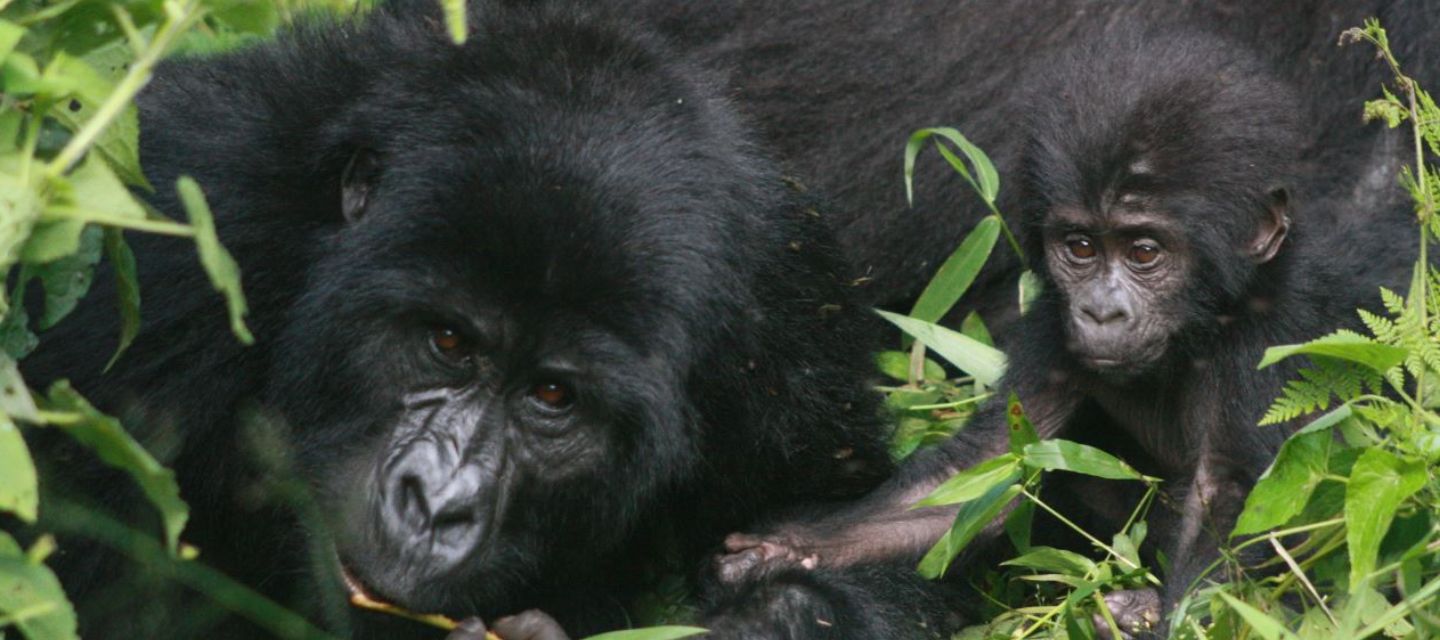 El Día Mundial del Gorila recuerda la importancia de proteger a estos grandes simios 