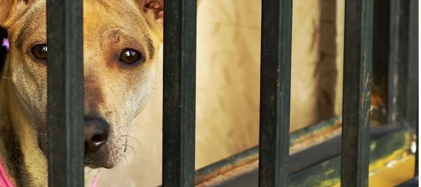 Fallo pionero: violencia vicaria en España