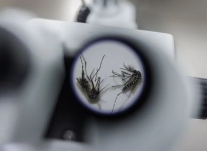 Brasil inaugura la mayor fábrica de mosquitos Wolbachia para frenar el dengue