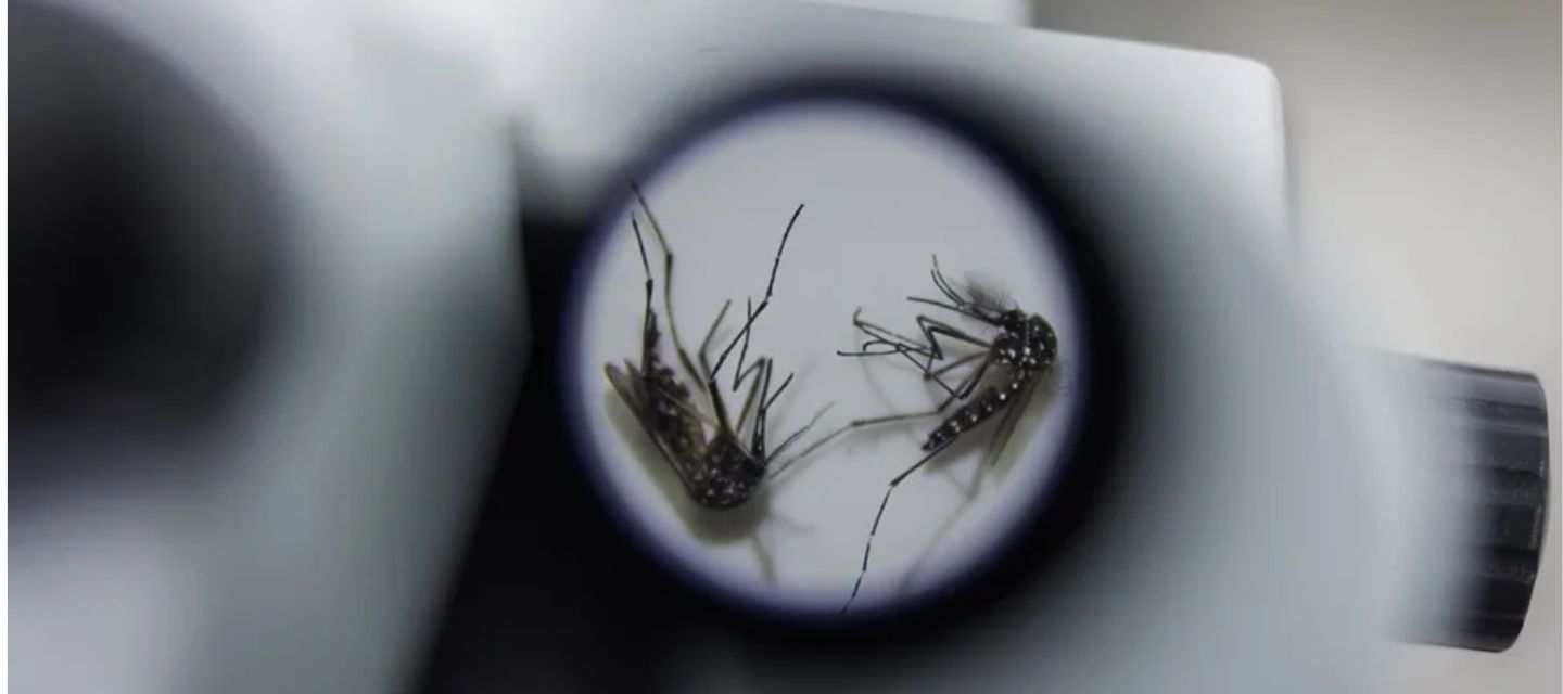 Brasil inaugura la mayor fábrica de mosquitos Wolbachia para frenar el dengue
