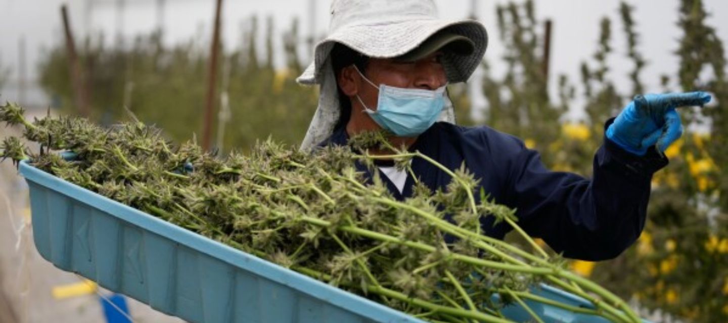 Colombia venderá flor de cannabis 