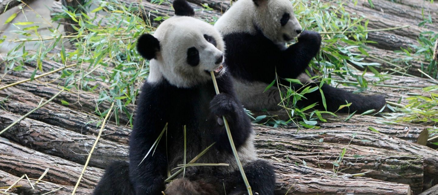 Francia se despide de Huan Huan y Yuan Zi