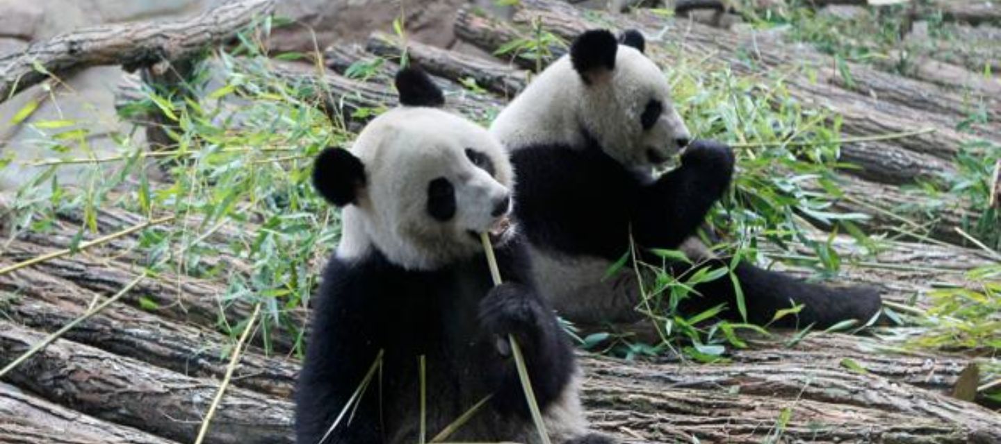 El primer panda gigante nacido en Indonesia crece fuerte en Taman Safari.