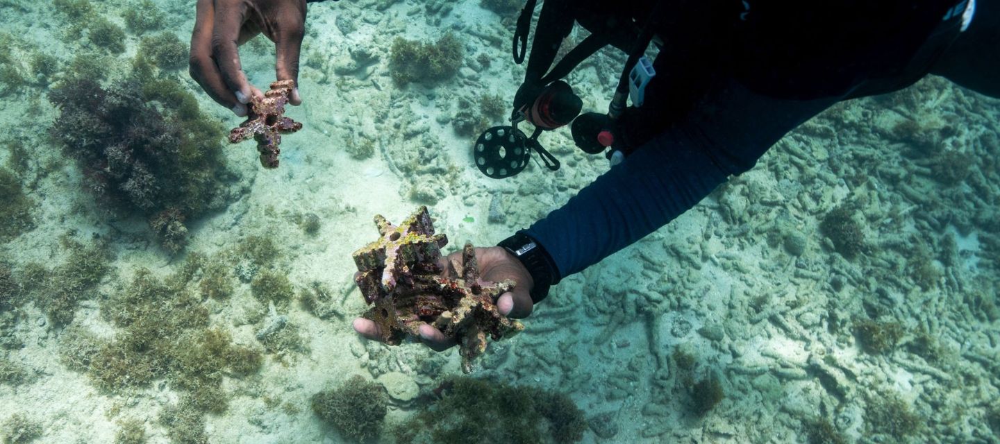República Dominicana impulsa la fertilización asistida de corales para frenar su pérdida por el cambio climático