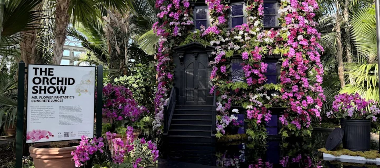 ‍Miles de orquídeas transforman el Jardín Botánico de Nueva York 
