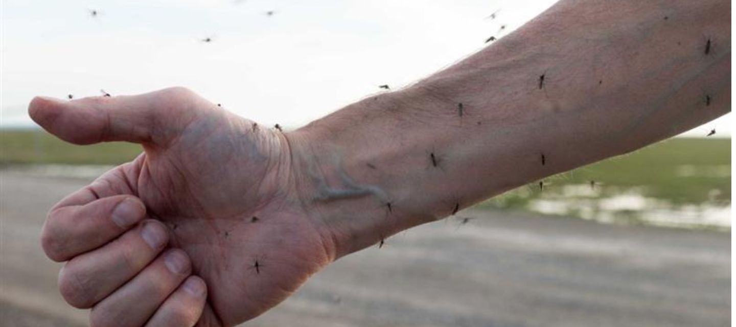 Bolivia reporta 1.534 casos de chikungunya, 1.409 en Santa Cruz