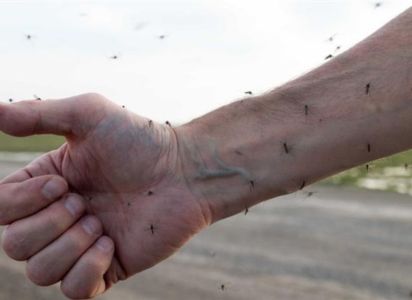 Bolivia reporta 1.534 casos de chikungunya, 1.409 en Santa Cruz