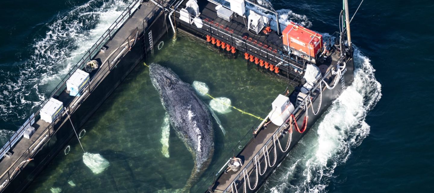 Un equipo de rescate liberó a Timmy, la ballena jorobada varada desde marzo en el Báltico alemán