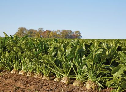 ‍La producción de azúcar de remolacha en Chile entra en crisis tras la decisión
