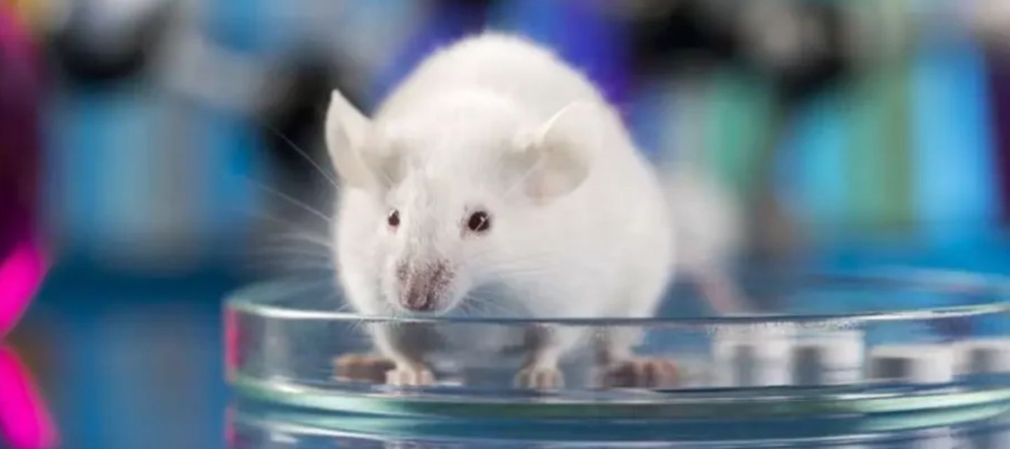 Científicos de Stanford crearon ratones con neuronas humanas para estudiar autismo