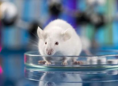 Científicos de Stanford crearon ratones con neuronas humanas para estudiar autismo