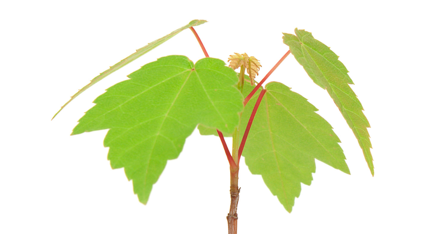 История на Шавуот