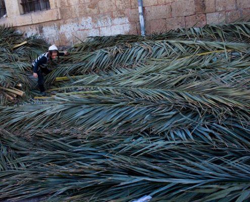 мальчик среди листьев Сукки