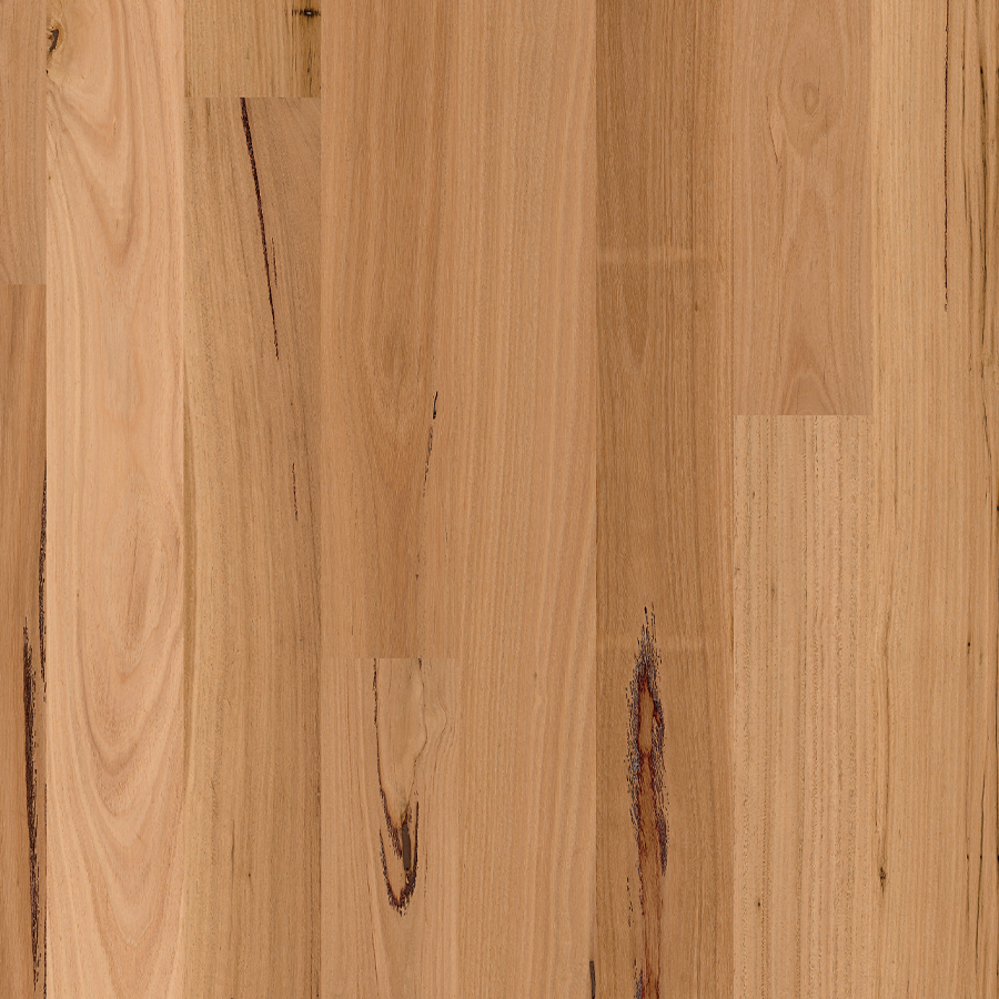 Blackbutt (Neutral)
