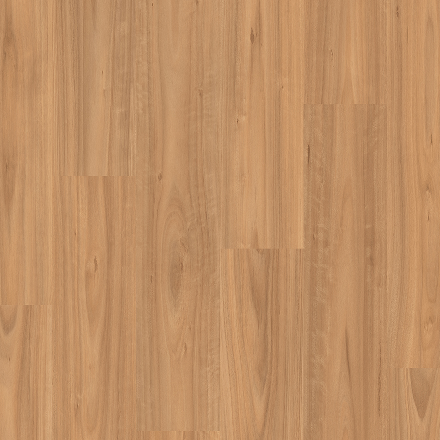 Blackbutt Light
