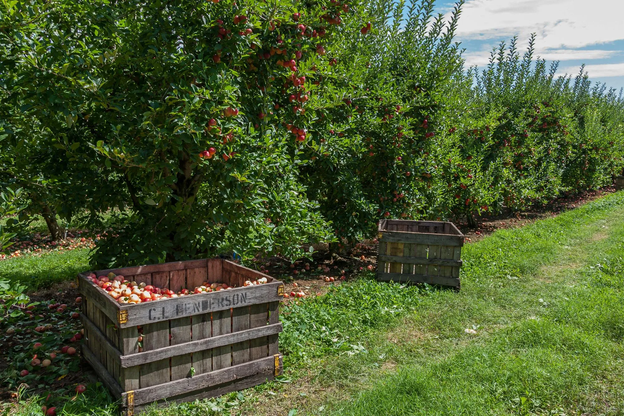 Wooden crate filled with apples in an orchard with rows of apple trees and a grassy path.