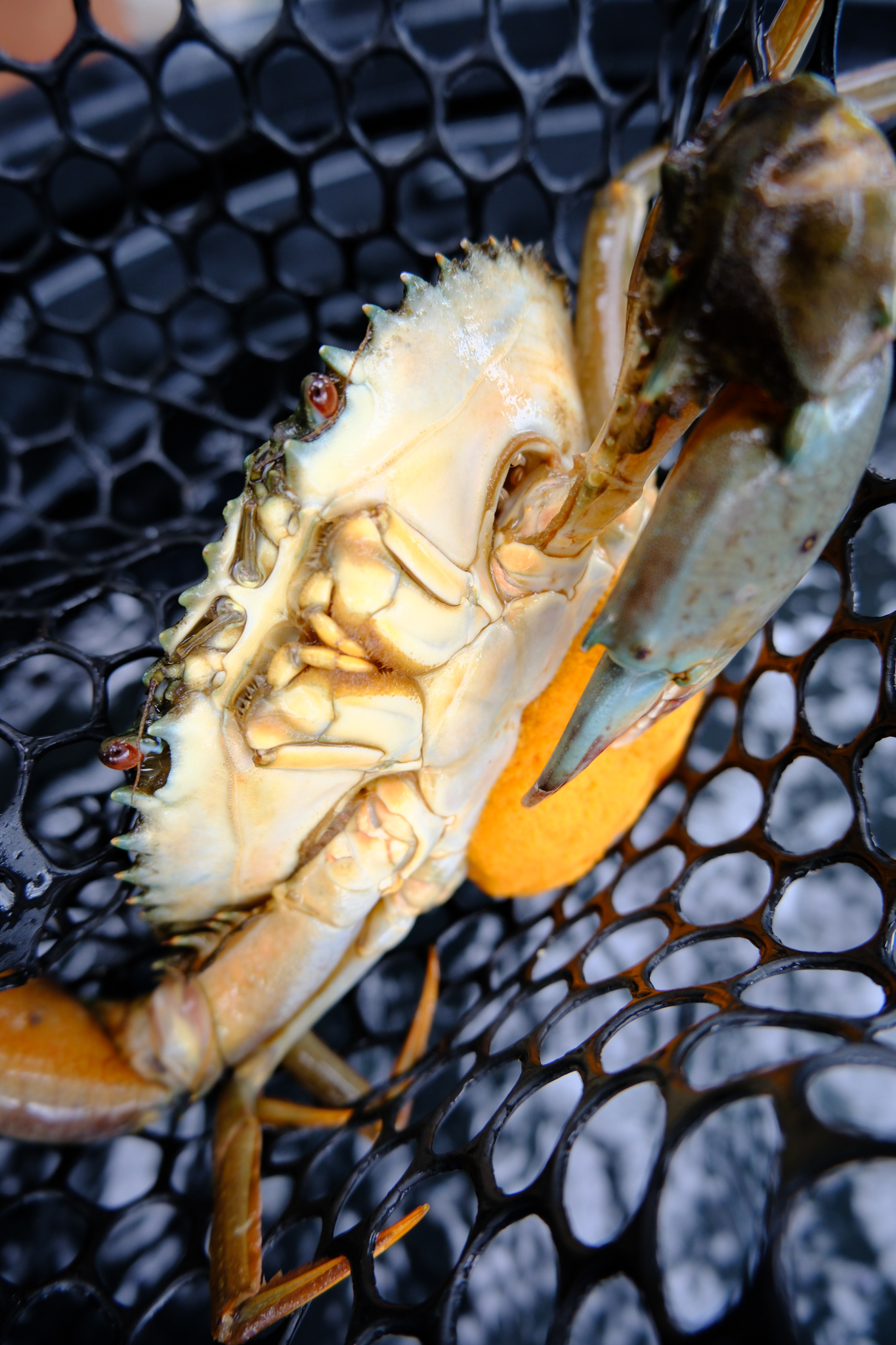 Portunid Crabs