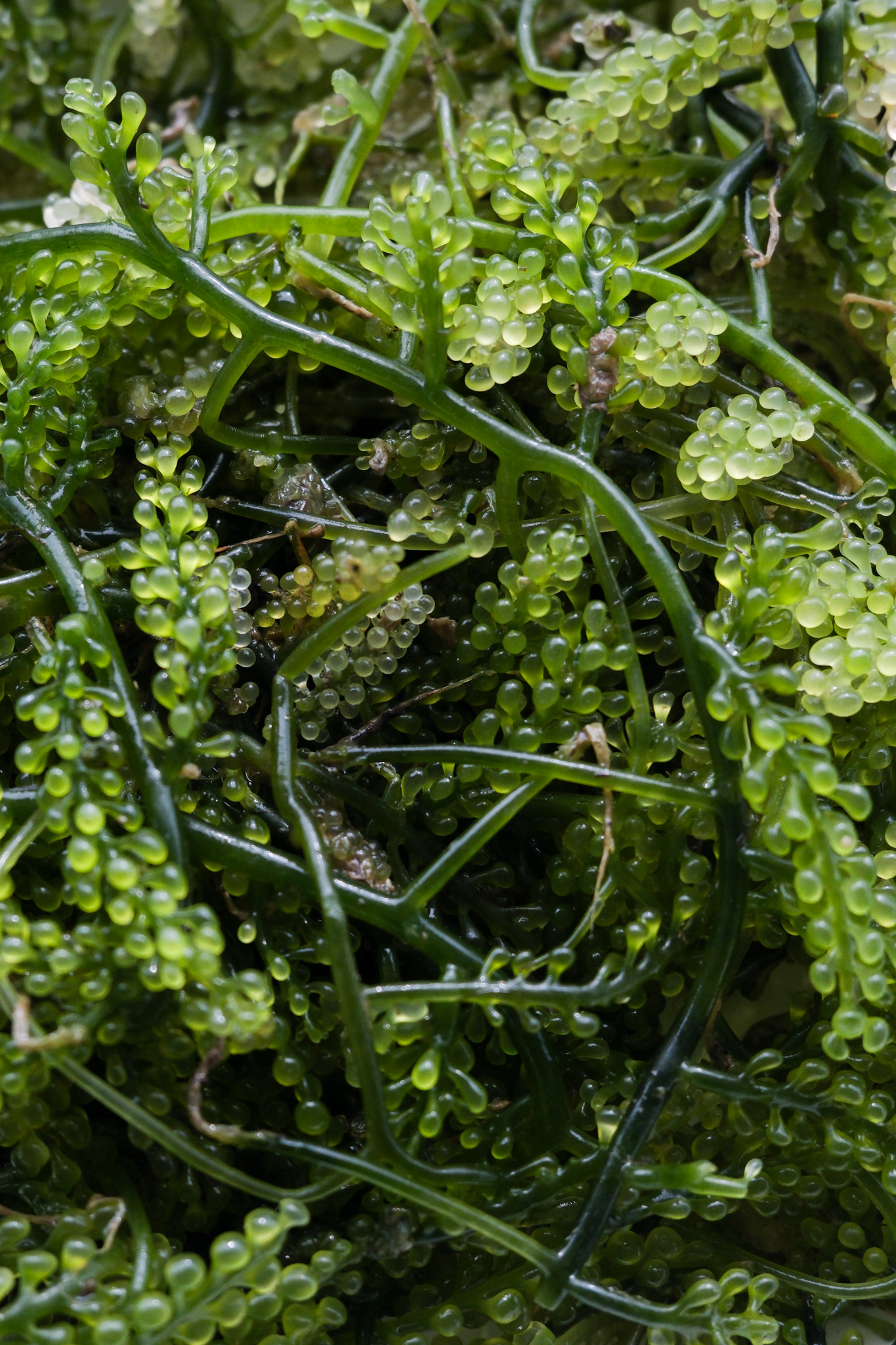 Seaweed