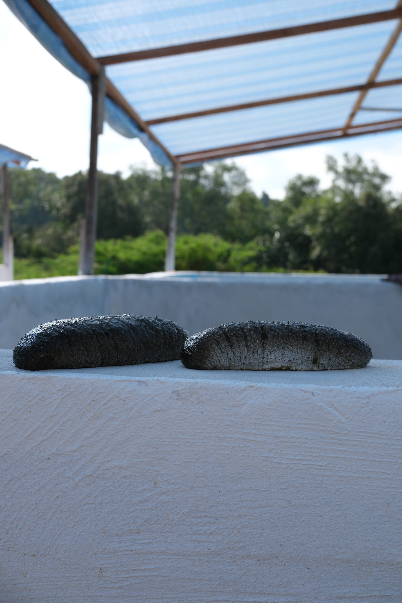 Sea Cucmbers