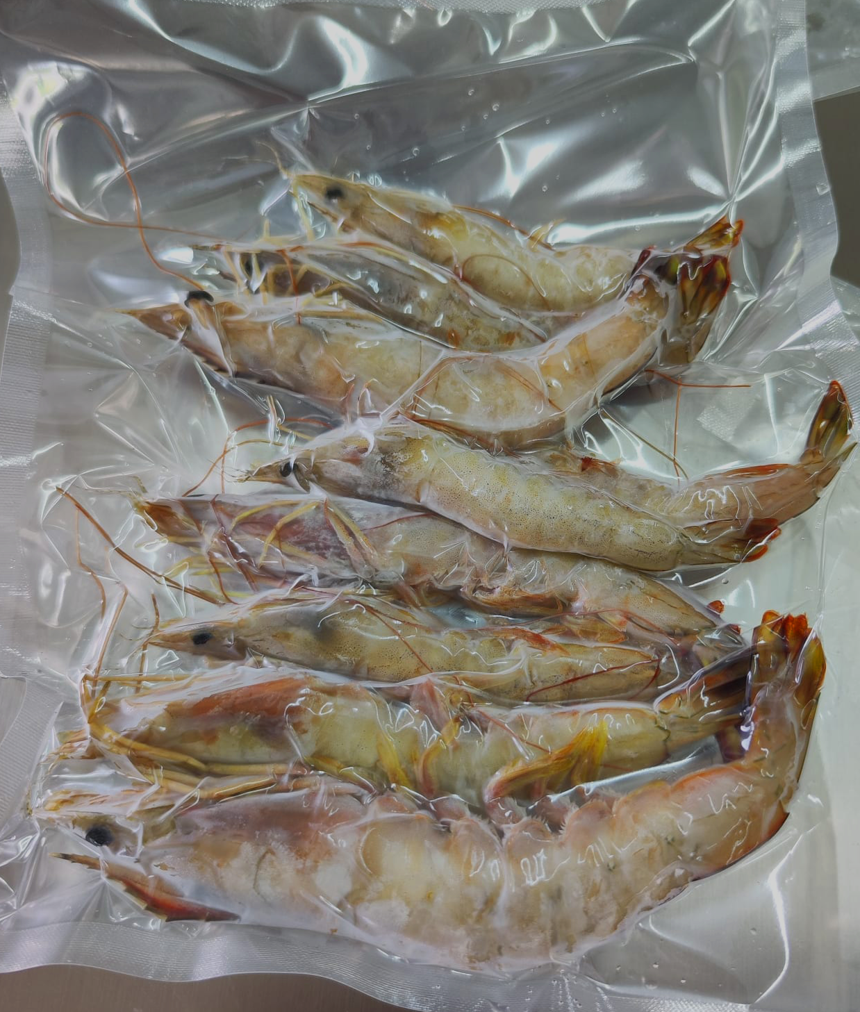 Frozen Red Legged Shrimp