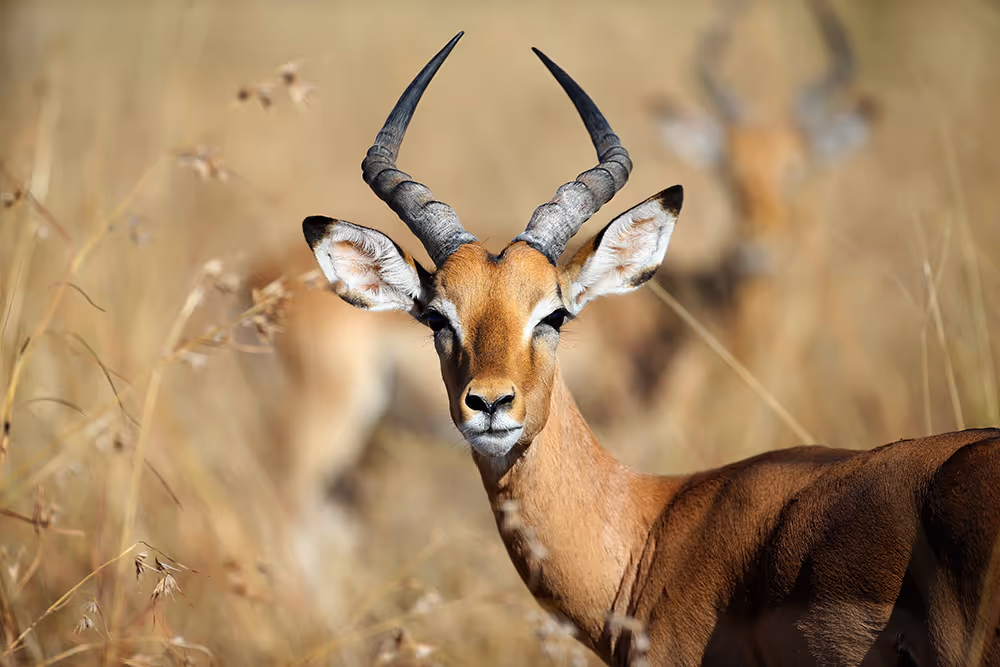 Impala in the wild