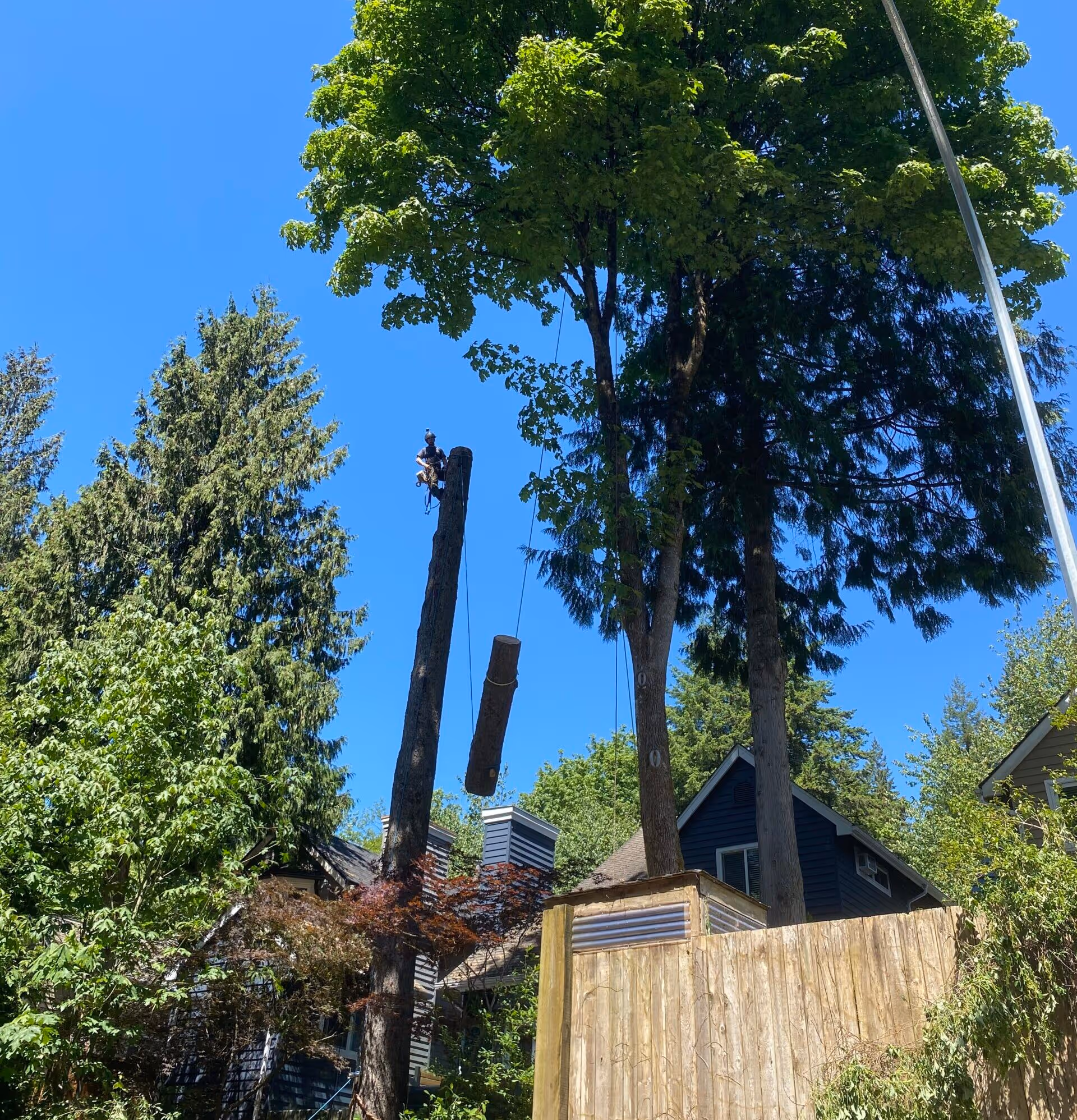 Tree worker suspended high on a cut tree trunk lifting a large log segment near residential houses on a clear sunny day.