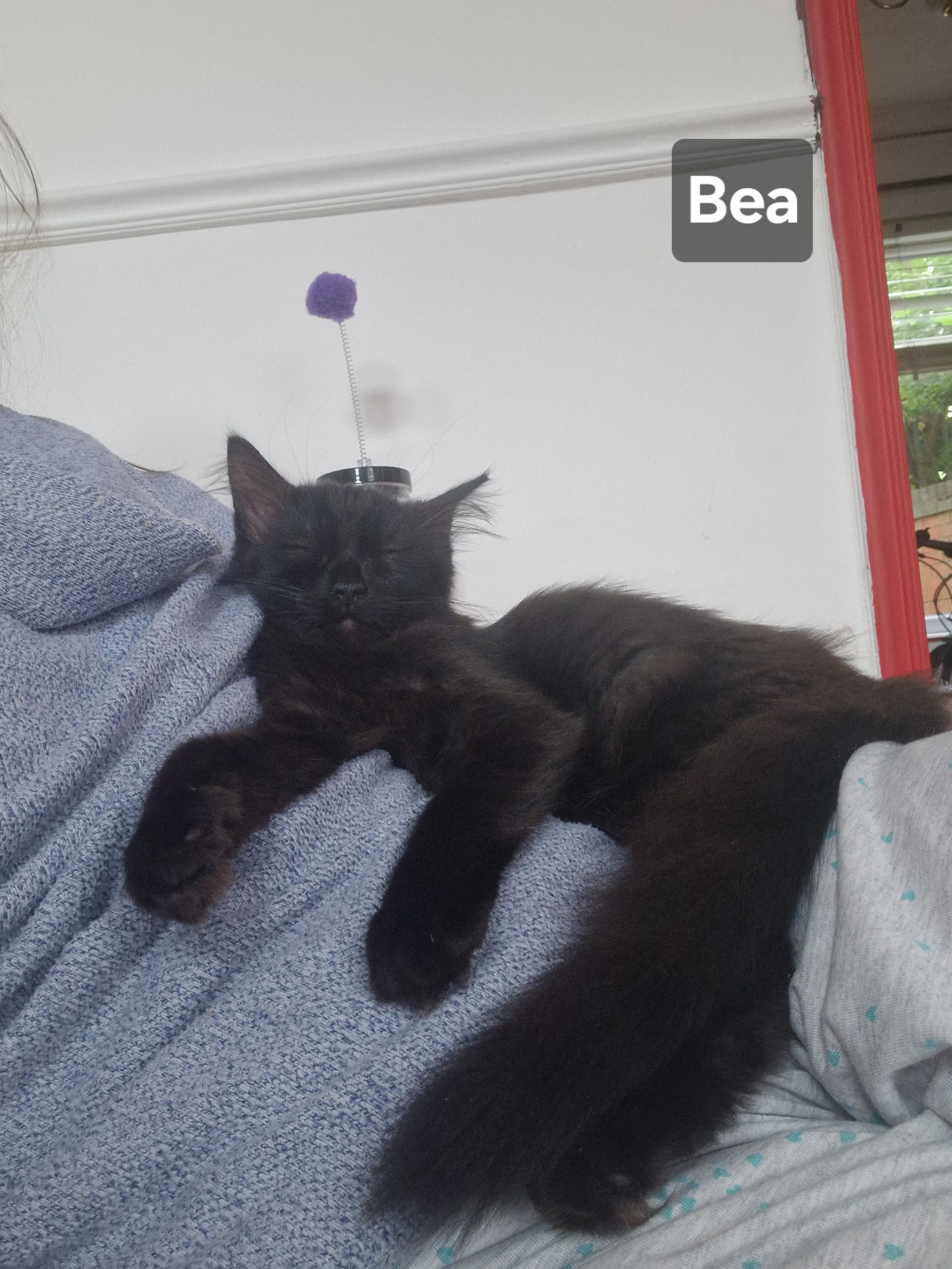 cuddly Bea