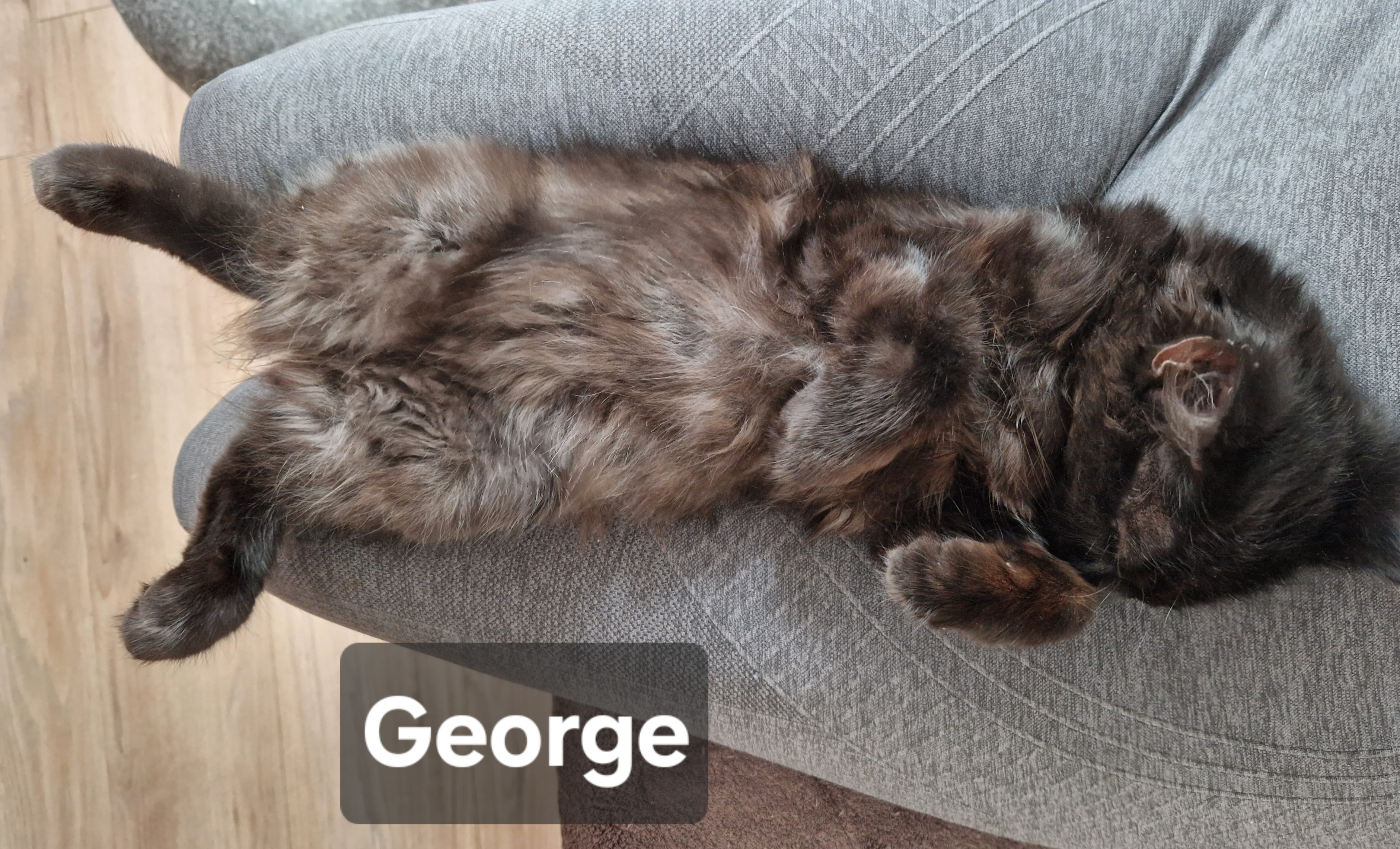 george