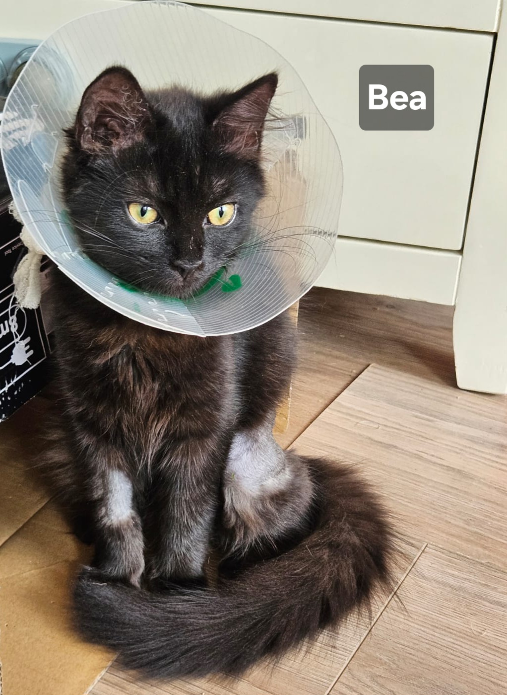 bea