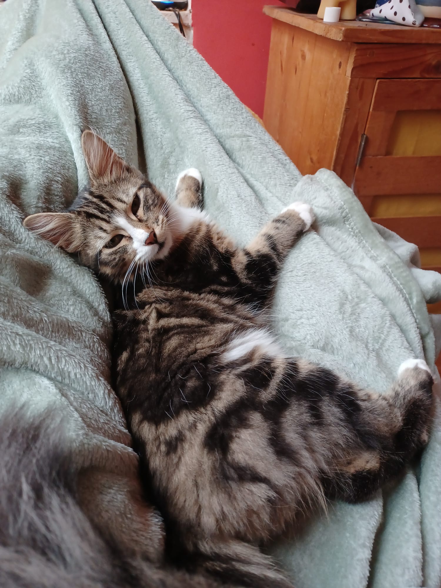 Homey as a kitten