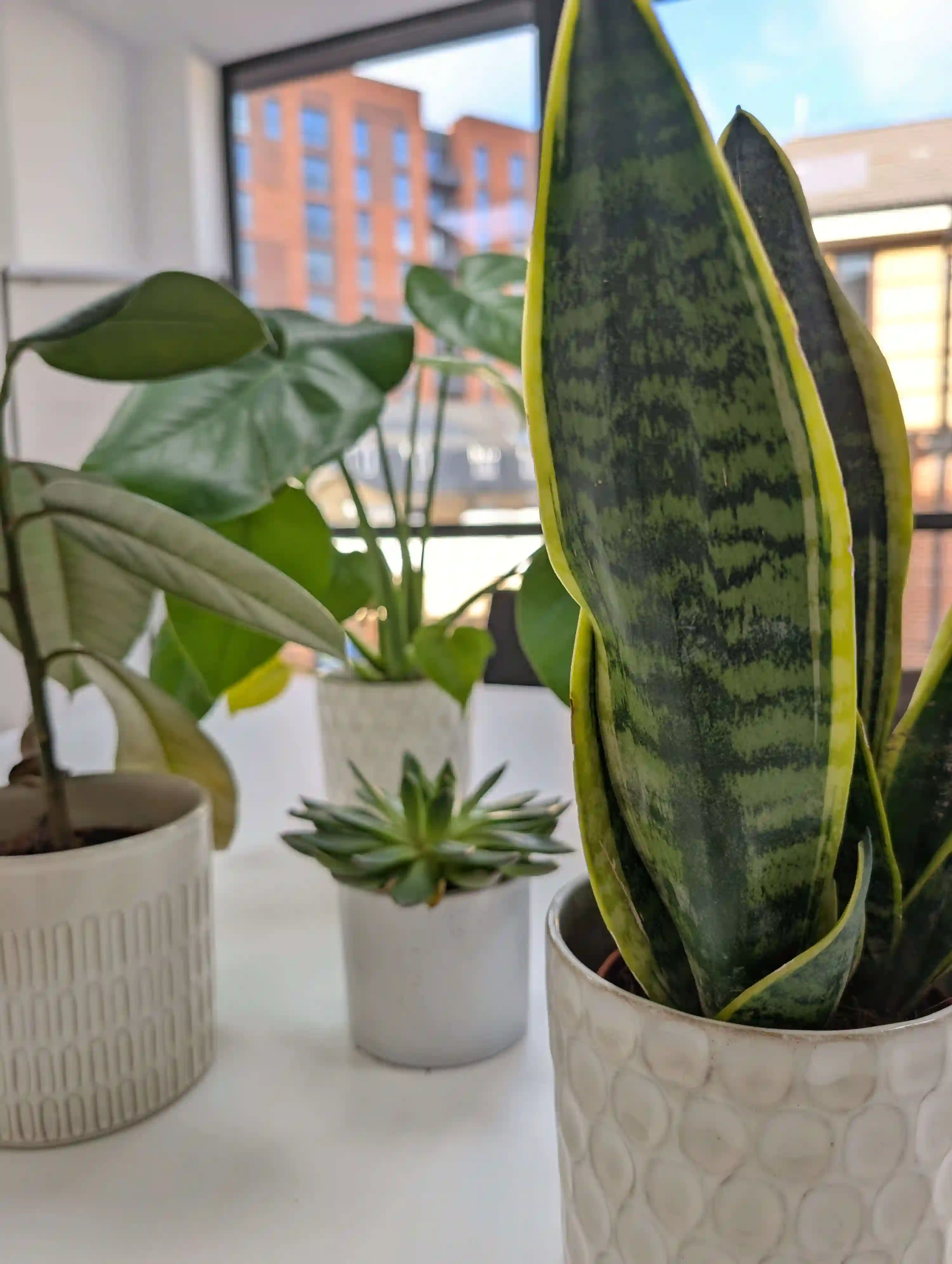 Houseplants in an office environment