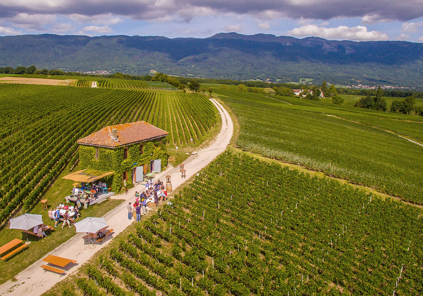 A bird's eye view of perfectly aligned rows of vines for an immersion in the heart of the terroir with INÜI Collection.