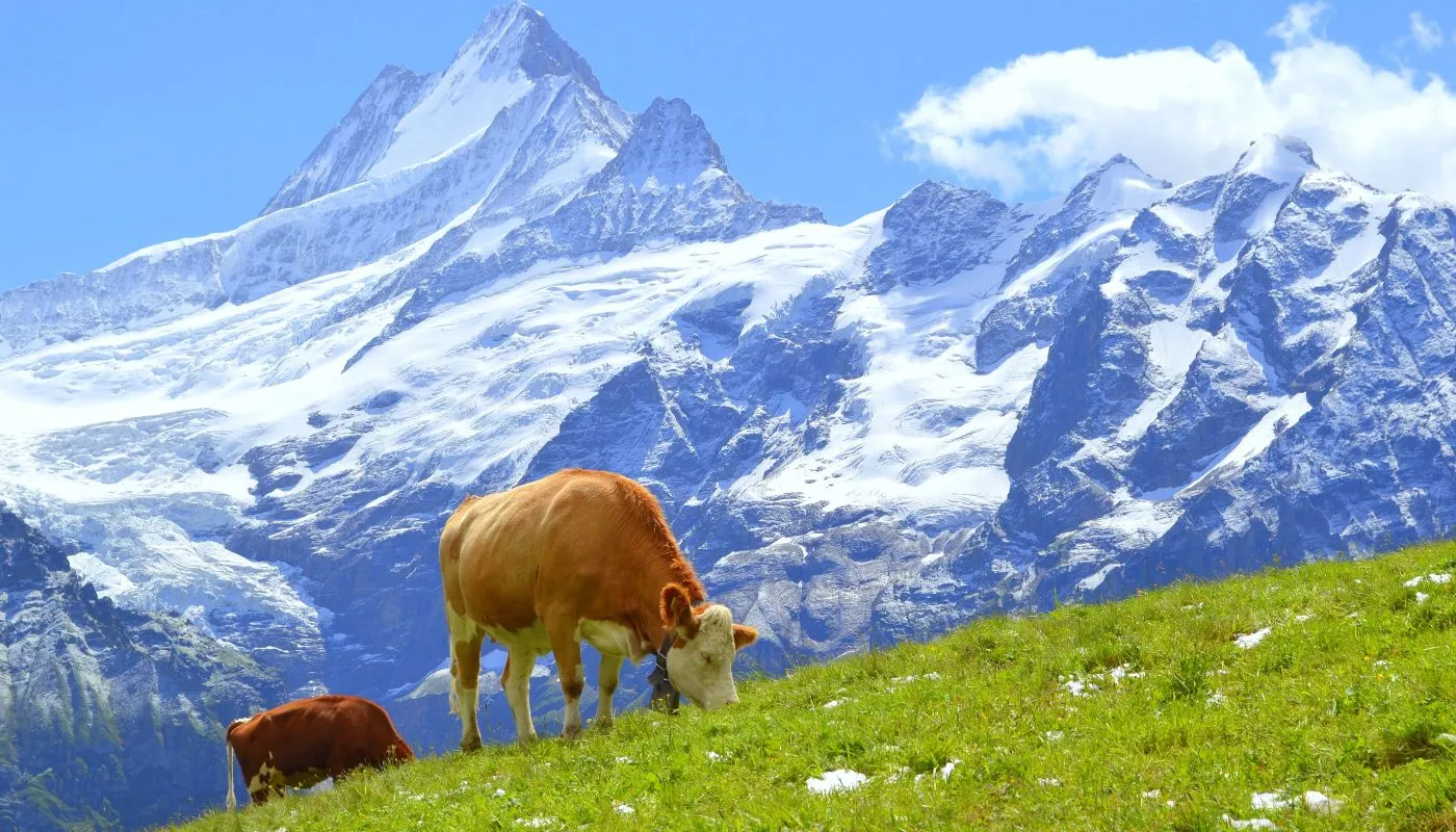 Panorama alpin avec drapeau suisse flottant face aux sommets pour un séjour authentique et confidentiel signé INÜI Collection.