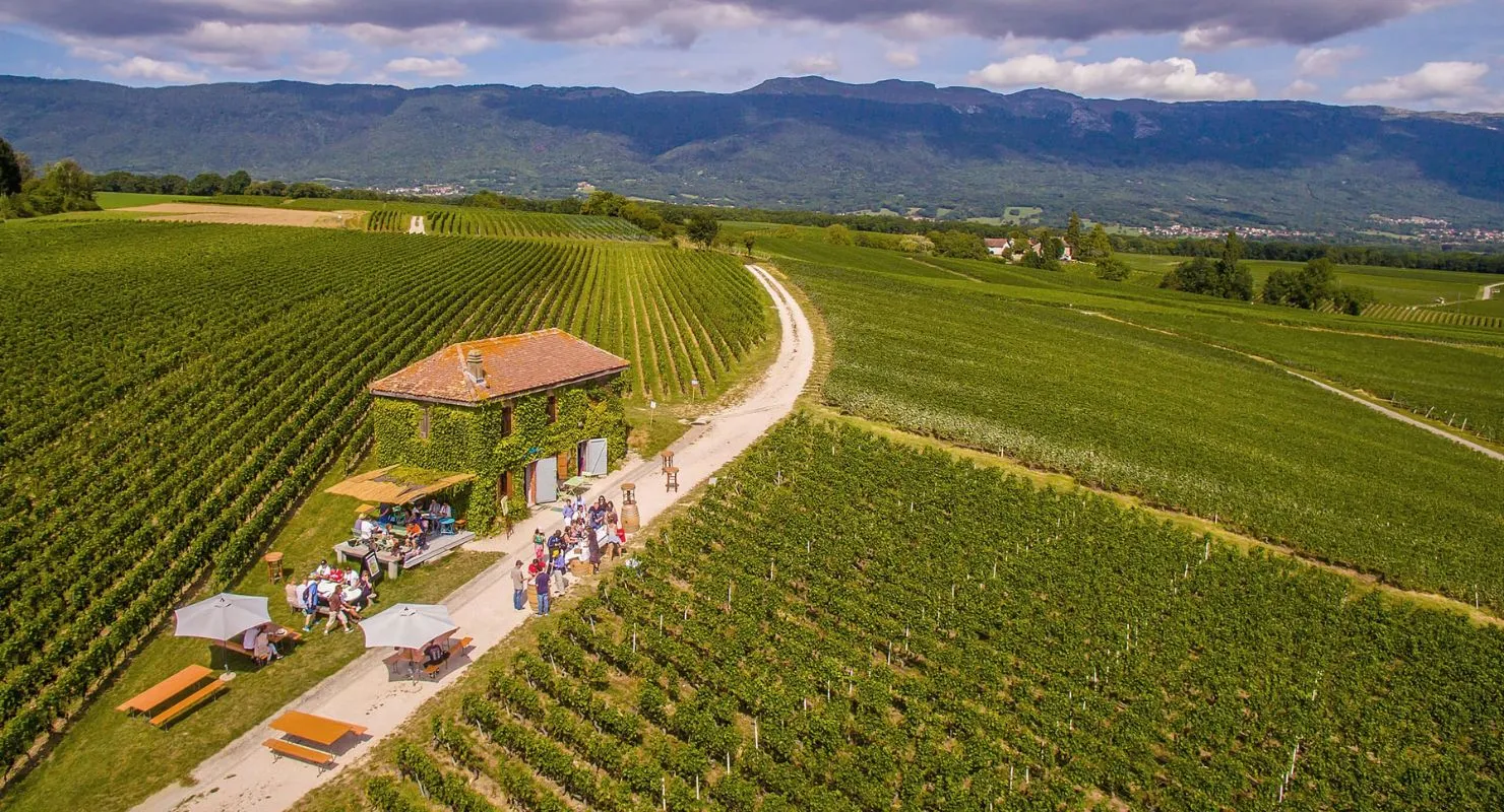 Balade ressourçante dans les vignes genevoises lors d’un séminaire confidentiel signé INÜI Collection.