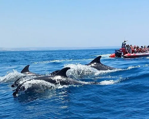 Sortie en mer à la rencontre des dauphins le long des falaises de l’Algarve pendant un congrès avec INÜI Collection.