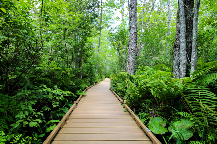 Walking path surrounded by trees