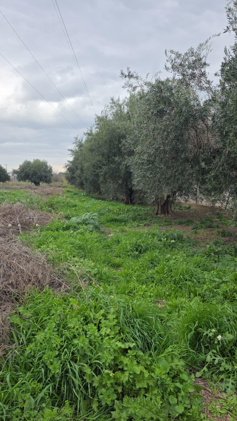 IMPRESIONANTE PARCELA