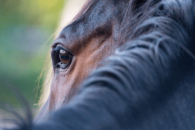 Equine Acupuncture?
