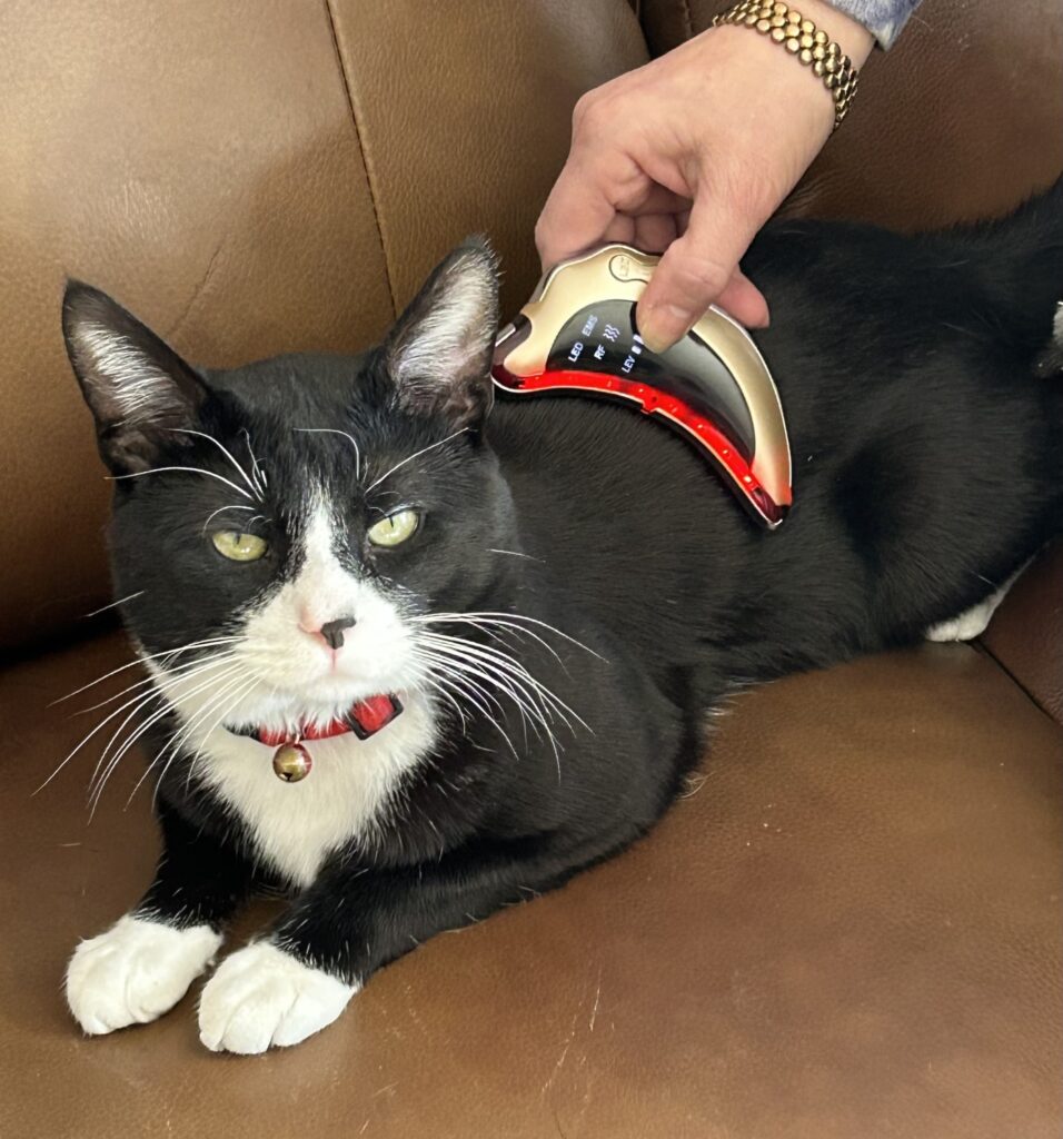Galaxy massage vibration tool for cats and dogs