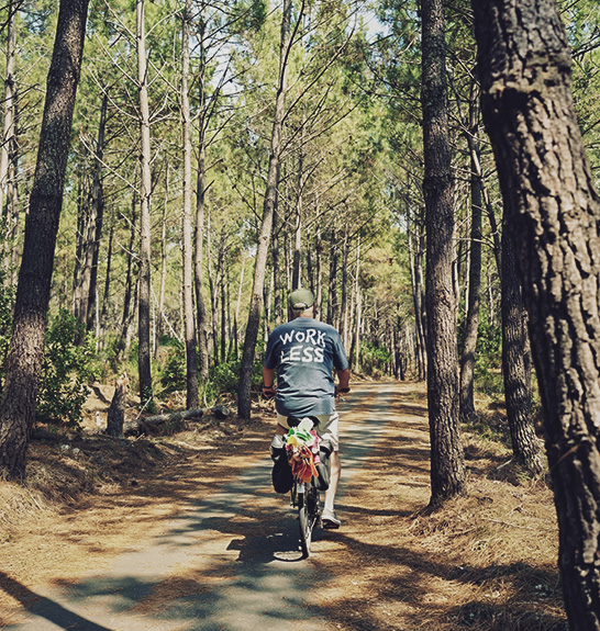 Balade à vélo dans la forêt des Landes