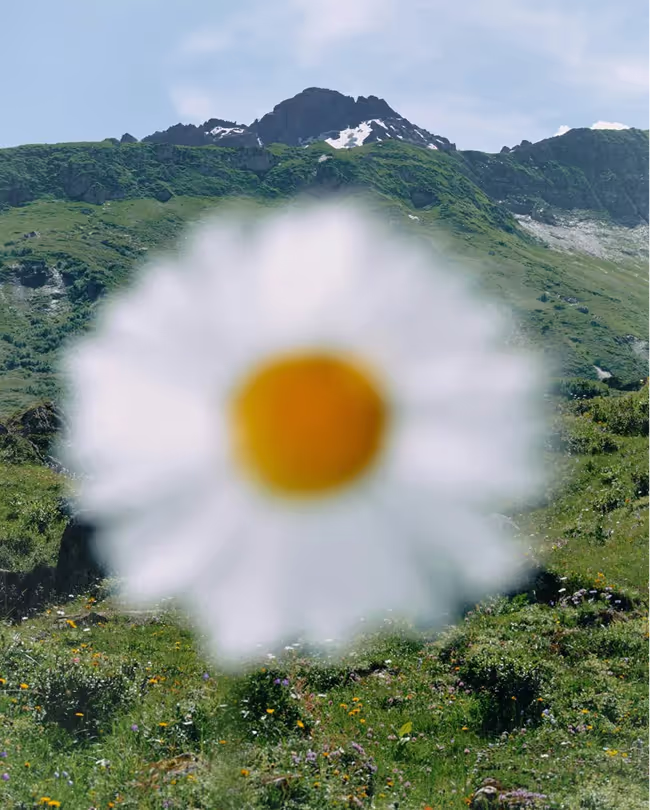 Detail van een wilde bloem met uitzicht op een groen berglandschap