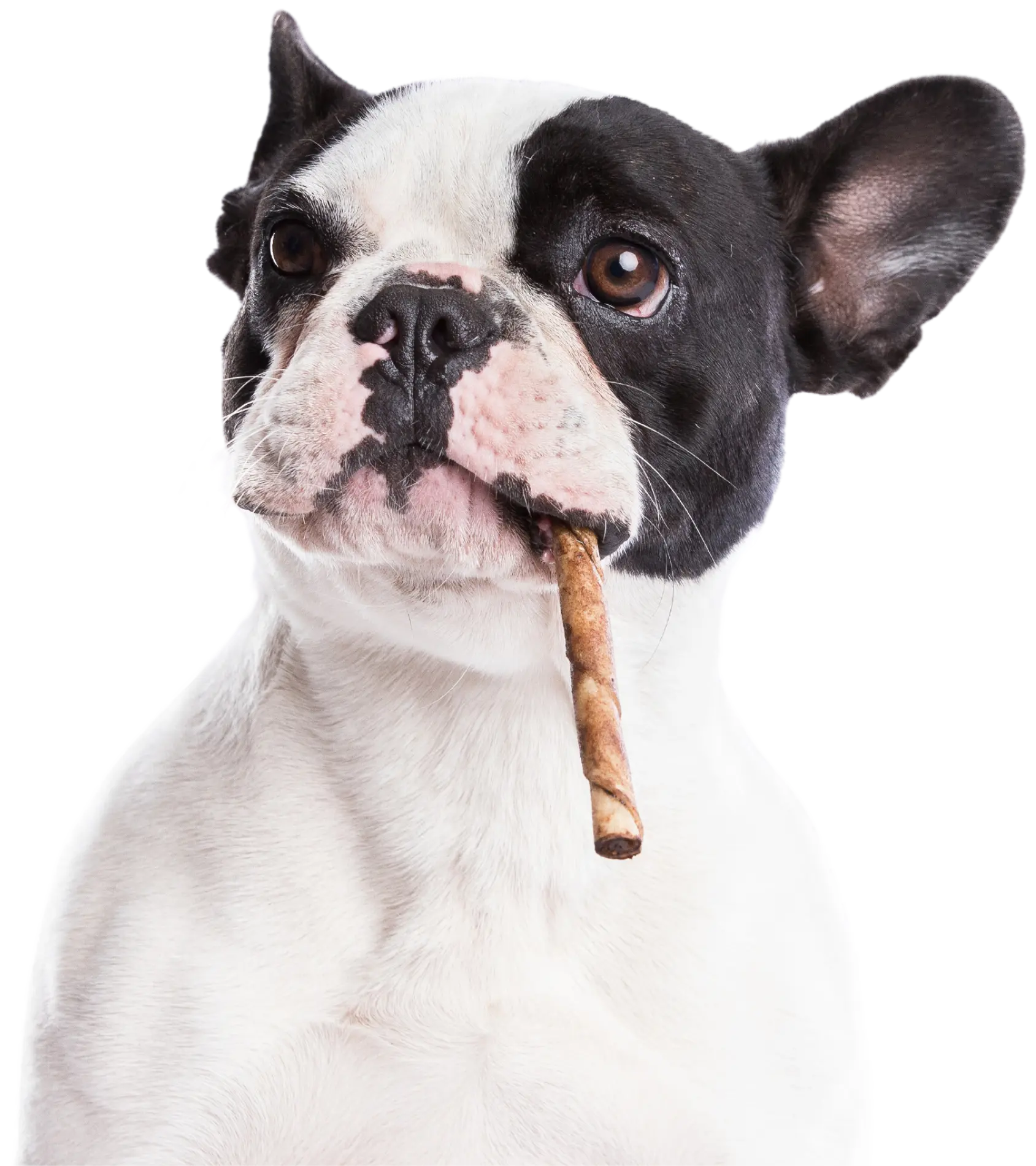 Imagen del Hero en Mascan: descubre cómo nuestra fábrica líder en productos masticables para perros impulsa el bienestar canino con galletas, masticables cárnicos, snacks deshidratados y treats, adaptados a perros Mini, Pequeños, Medianos y Grandes.