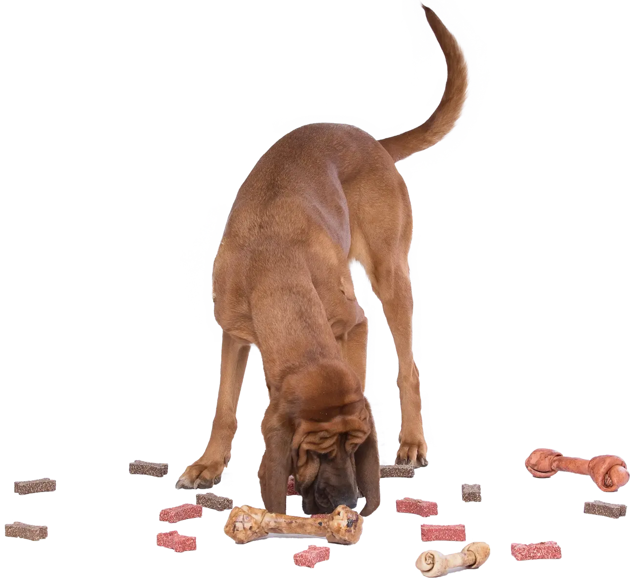 Imagen del Hero en Mascan: descubre cómo nuestra fábrica líder en productos masticables para perros impulsa el bienestar canino con galletas, masticables cárnicos, snacks deshidratados y treats, adaptados a perros Mini, Pequeños, Medianos y Grandes.