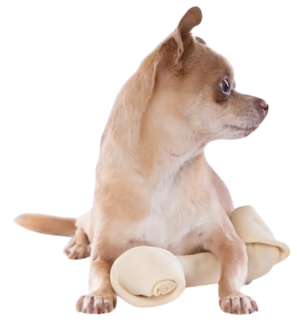 Imagen de un perro en la sección de Contacto de Mascan: conecta con nuestra fábrica líder en productos masticables para perros, que ofrece galletas, masticables cárnicos, snacks deshidratados, treats y opciones especializadas para perros Mini, Pequeños, Medianos y Grandes.