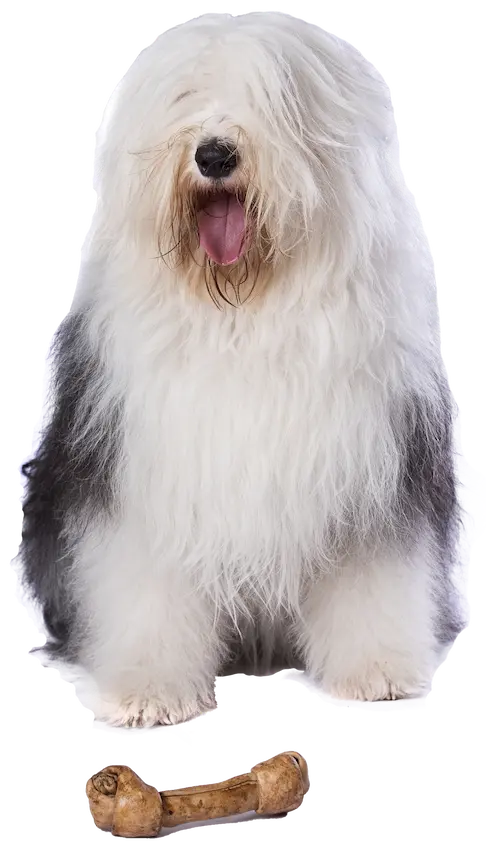 Descubre qué es Mascan: la fábrica que impulsa la salud y el bienestar canino con productos masticables innovadores – desde galletas, masticables cárnicos, snacks deshidratados y treats hasta líneas especializadas para perros Mini, Pequeños, Medianos y Grandes, guiada por el círculo dorado de nuestra pasión.
