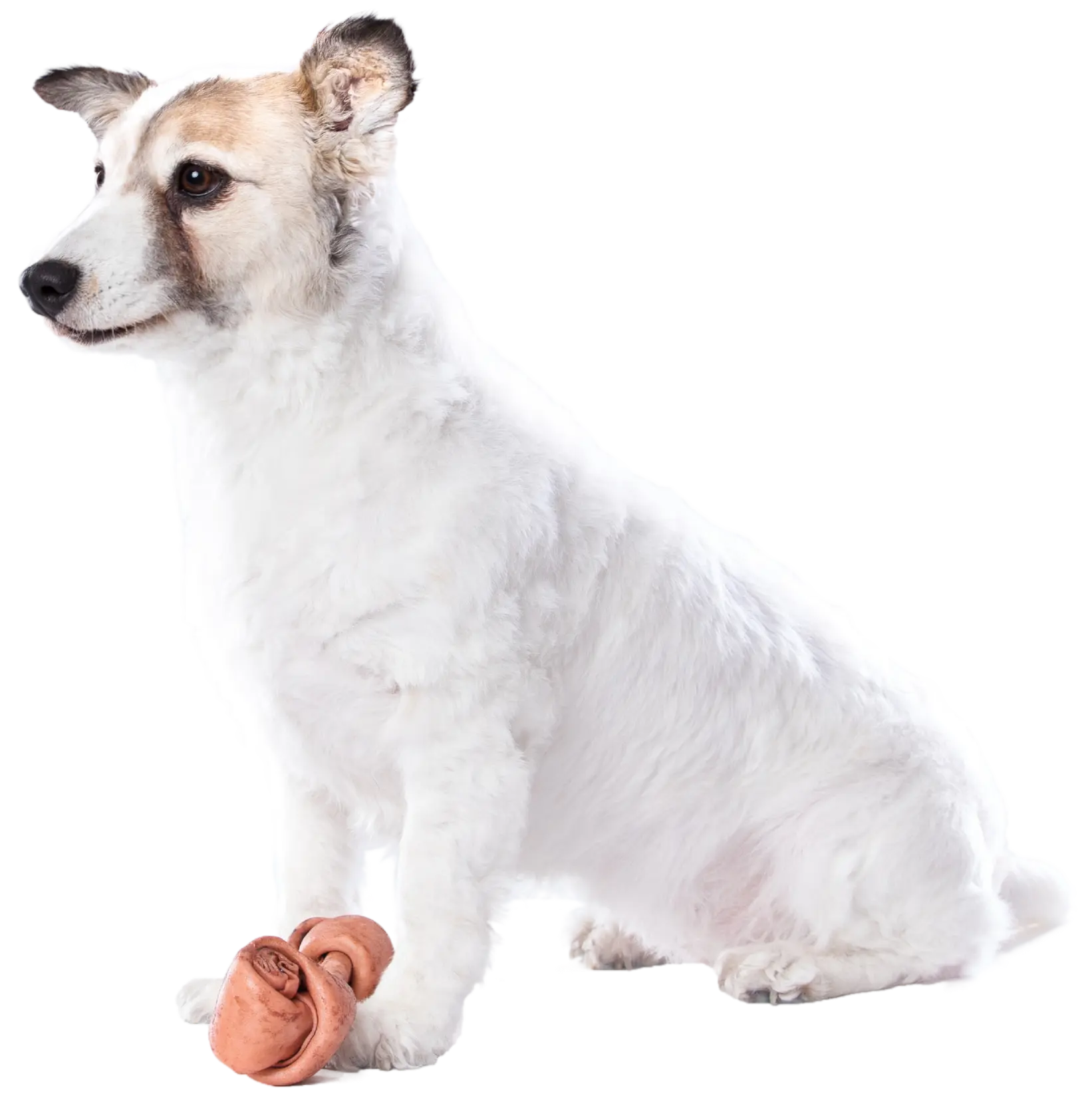 Imagen de un perro que refleja por qué Mascan: nuestro círculo dorado impulsa la innovación y el compromiso en productos masticables de alta calidad, desde galletas y masticables cárnicos hasta snacks deshidratados y treats, con líneas especializadas para perros Mini, Pequeños, Medianos y Grandes.
