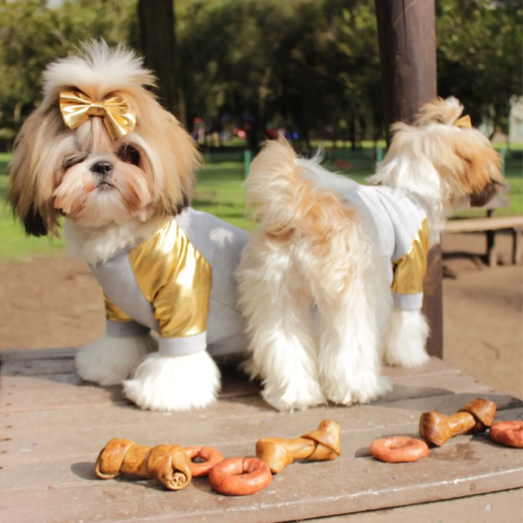 Imagen de perro en la sección de Preguntas y Respuestas de Mascan: descubre consejos y respuestas sobre nuestros productos masticables premium para perros, que incluyen galletas, masticables cárnicos, snacks deshidratados, treats y opciones para perros Mini, Pequeños, Medianos y Grandes.