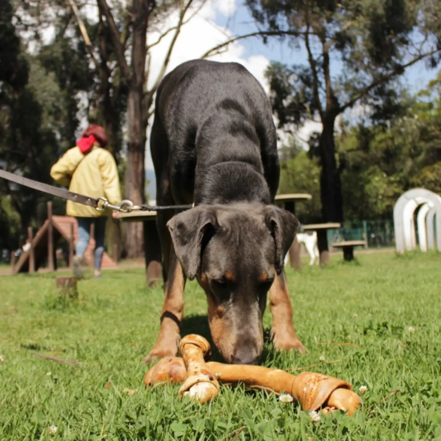 Imagen de perro en la sección de Preguntas y Respuestas de Mascan: descubre consejos y respuestas sobre nuestros productos masticables premium para perros, que incluyen galletas, masticables cárnicos, snacks deshidratados, treats y opciones para perros Mini, Pequeños, Medianos y Grandes.